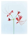 BOTANICA